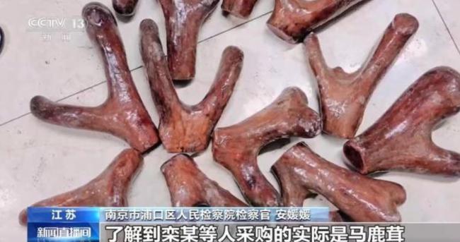 央视揭强卖鹿茸 价格从50变6000 大爷不买被踹翻
