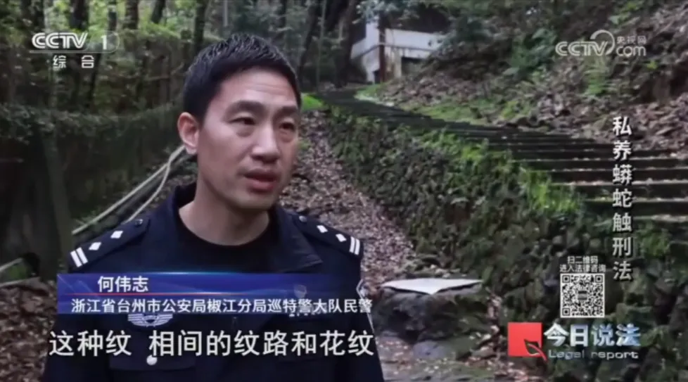 毛骨悚然！男子小区里养300多条蟒蛇
