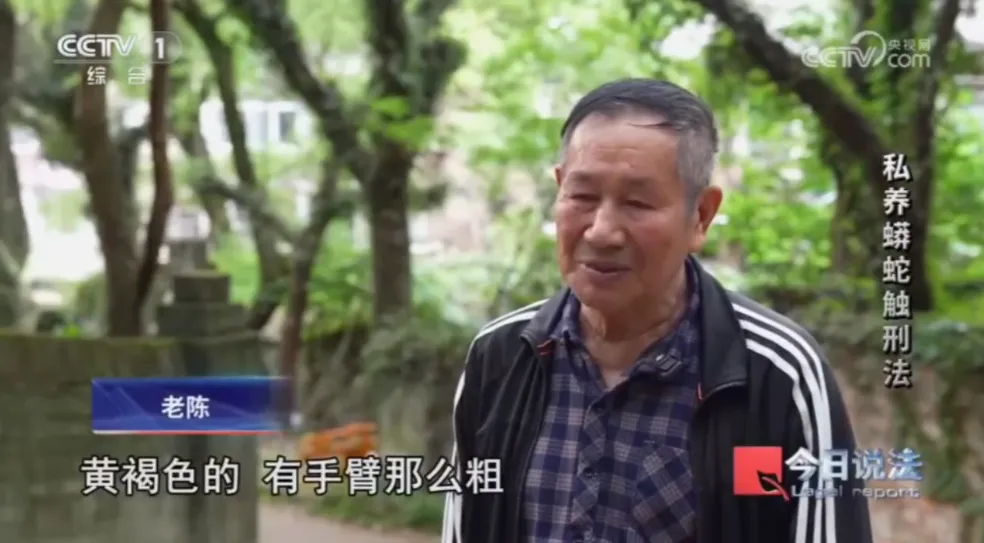 毛骨悚然！男子小区里养300多条蟒蛇