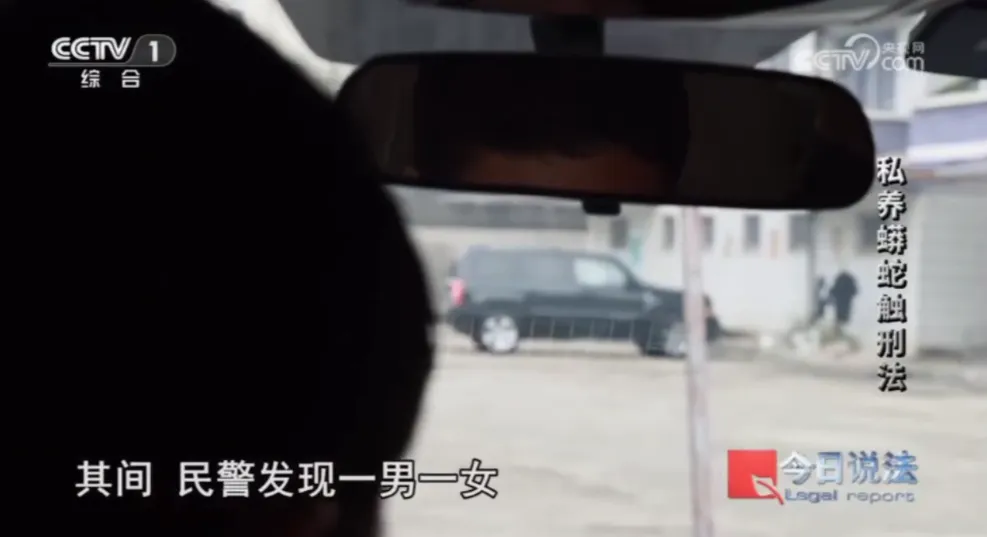 毛骨悚然！男子小区里养300多条蟒蛇