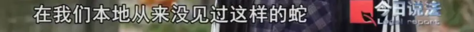 毛骨悚然！男子小区里养300多条蟒蛇