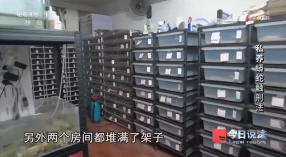 毛骨悚然！男子小区里养300多条蟒蛇