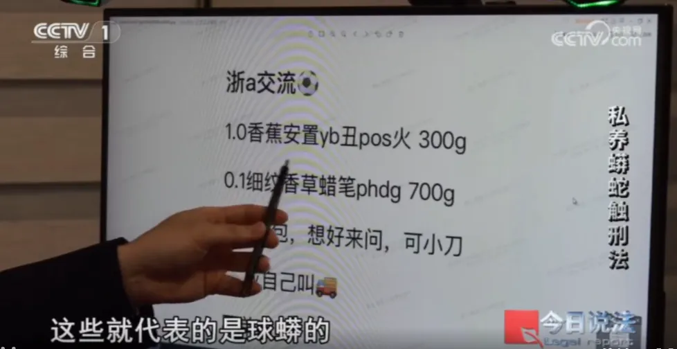 毛骨悚然！男子小区里养300多条蟒蛇