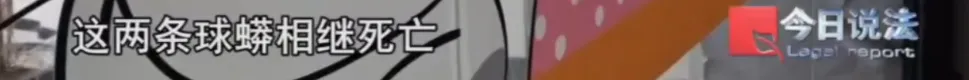 毛骨悚然！男子小区里养300多条蟒蛇
