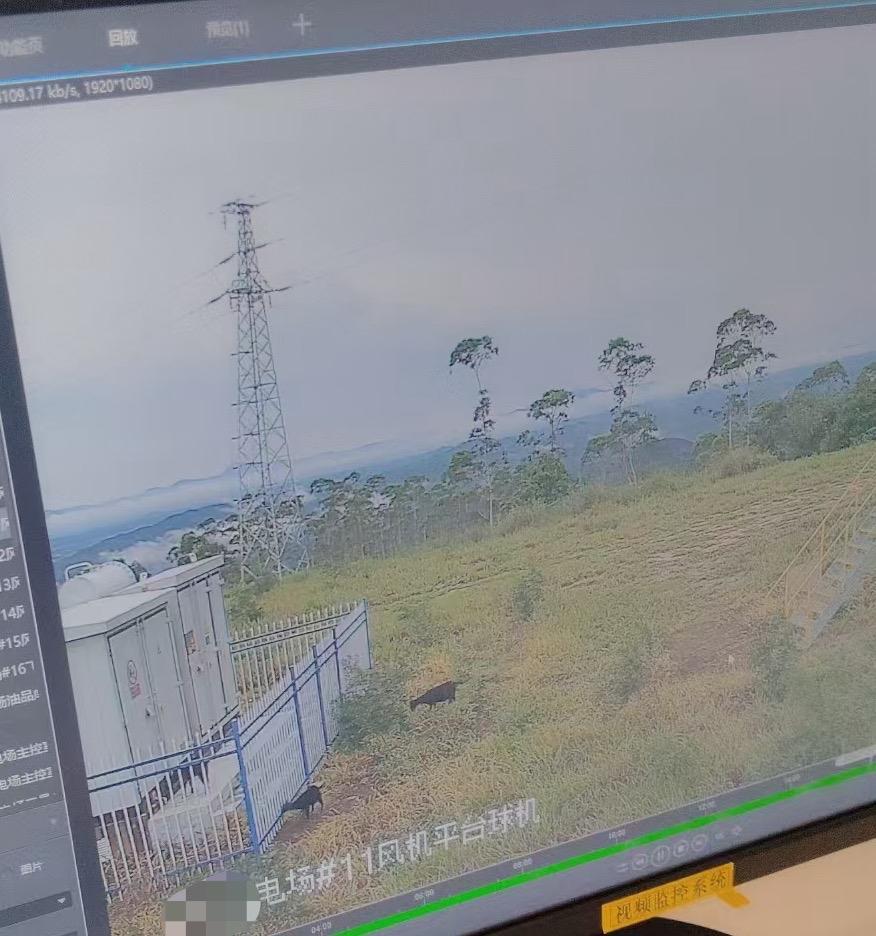 养殖户称风电站喷除草剂致羊吃草后死亡 警方介入